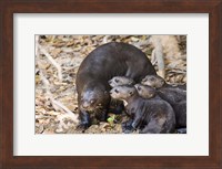 Otter with Cubs, Three Brothers River, Meeting of the Waters State Park, Pantanal Wetlands, Brazil Fine Art Print