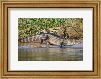 Yacare caiman at riverbank, Three Brothers River, Meeting of the Waters State Park, Pantanal Wetlands, Brazil Fine Art Print