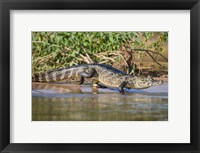 Yacare caiman at riverbank, Three Brothers River, Meeting of the Waters State Park, Pantanal Wetlands, Brazil Fine Art Print