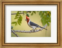 Red-Crested cardinal on a branch, Three Brothers River, Meeting of the Waters State Park, Pantanal Wetlands, Brazil Fine Art Print