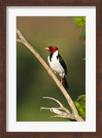 Yellow-Billed cardinal on a branch, Three Brothers River, Pantanal Wetlands, Brazil (vertical) Fine Art Print