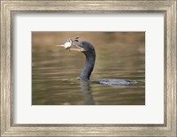 Neotropic cormorant with fish in beak, Three Brothers River, Meeting of the Waters State Park, Pantanal Wetlands, Brazil Fine Art Print