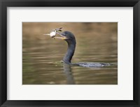 Neotropic cormorant with fish in beak, Three Brothers River, Meeting of the Waters State Park, Pantanal Wetlands, Brazil Fine Art Print