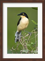 Close-up of a Black-Capped donacobius, Three Brothers River, Meeting of the Waters State Park, Pantanal Wetlands, Brazil Fine Art Print