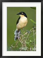 Close-up of a Black-Capped donacobius, Three Brothers River, Meeting of the Waters State Park, Pantanal Wetlands, Brazil Fine Art Print