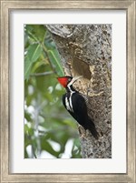 Crimson Crested woodpecker, Three Brothers River, Meeting of the Waters State Park, Pantanal Wetlands, Brazil Fine Art Print