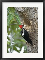 Crimson Crested woodpecker, Three Brothers River, Meeting of the Waters State Park, Pantanal Wetlands, Brazil Fine Art Print