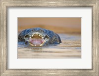 Yacare caiman in a river, Three Brothers River, Meeting of the Waters State Park, Pantanal Wetlands, Brazil Fine Art Print