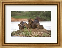 Capybara family on a rock, Three Brothers River, Meeting of the Waters State Park, Pantanal Wetlands, Brazil Fine Art Print