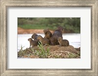 Capybara family on a rock, Three Brothers River, Meeting of the Waters State Park, Pantanal Wetlands, Brazil Fine Art Print