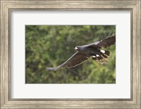 Great Black hawk in flight, Three Brothers River, Meeting of the Waters State Park, Pantanal Wetlands, Brazil Fine Art Print
