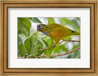 Close-up of a Scaly-Headed parrot, Three Brothers River, Meeting of the Waters State Park, Pantanal Wetlands, Brazil Fine Art Print