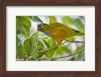 Close-up of a Scaly-Headed parrot, Three Brothers River, Meeting of the Waters State Park, Pantanal Wetlands, Brazil Fine Art Print