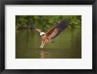 Black-Collared hawk pouncing over water, Three Brothers River, Meeting of Waters State Park, Pantanal Wetlands, Brazil Fine Art Print