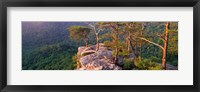 Trees on a mountain, Buzzards' Roost Fall Creek Falls State Park, Pikeville, Bledsoe County, Tennessee, USA Fine Art Print