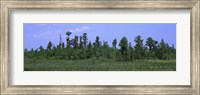 Trees in a field, Suwannee Canal Recreation Area, Okefenokee National Wildlife Refug, Georgia, USA Fine Art Print