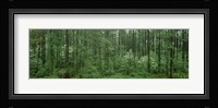 Flowering Dogwood (Cornus florida) trees in a forest, Alaska, USA Fine Art Print