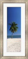 Palm tree on the beach, Smathers Beach, Key West, Monroe County, Florida, USA Fine Art Print