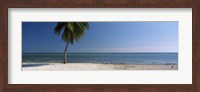 Palm tree on the beach, Smathers Beach, Key West, Florida, USA Fine Art Print