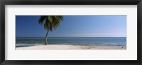 Palm tree on the beach, Smathers Beach, Key West, Florida, USA Fine Art Print