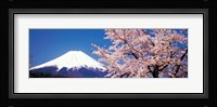 Mt Fuji Cherry Blossoms Yamanashi Japan Fine Art Print