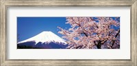 Mt Fuji Cherry Blossoms Yamanashi Japan Fine Art Print