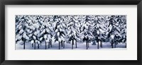 Snow covered Cedar trees Kyoto Hanase Japan Fine Art Print