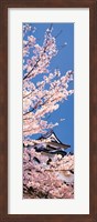 Hikone Castle w\cherry blossoms Shiga Japan Fine Art Print