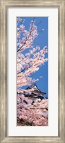Hikone Castle w\cherry blossoms Shiga Japan Fine Art Print