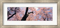 Pink Blossoms, Nagano Japan Fine Art Print