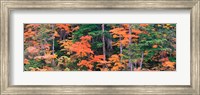 Forest in Norikura Gifu Japan Fine Art Print