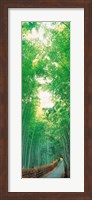 Path Flanked by Green Trees, Sagano Kyoto Japan Fine Art Print