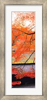 Autumn Colors, Sagano Kyoto Japan Fine Art Print