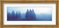 Misty forest Quebec Canada Fine Art Print