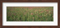 Wildflowers blooming in a field, Lee County, Illinois, USA Fine Art Print