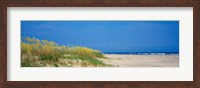 Sea oat grass on the beach, Charleston, South Carolina, USA Fine Art Print