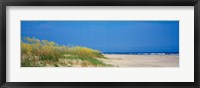 Sea oat grass on the beach, Charleston, South Carolina, USA Fine Art Print