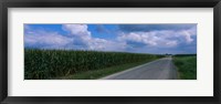 Road along corn fields, Christian County, Illinois, USA Fine Art Print