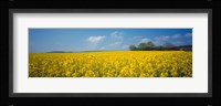 Oilseed rape (Brassica napus) crop in a field, Switzerland Fine Art Print