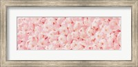 Carpet of Cherry Blossoms Fine Art Print
