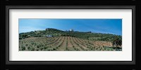 Olive Groves Evora Portugal Fine Art Print