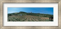 Olive Groves Evora Portugal Fine Art Print