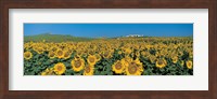 Sunflower field Andalucia Spain Fine Art Print