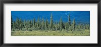 Trees in Banff National Park Canada Fine Art Print