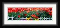 Flowers in bloom, Alaska, USA Fine Art Print