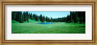 Trees in a forest, Lakes, Alaska, USA Fine Art Print