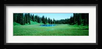 Trees in a forest, Lakes, Alaska, USA Fine Art Print