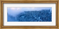High angle view of a forest, Mt Baker Ski Area, Whatcom County, Mt Baker-Snoqualmie National Forest, Washington State, USA Fine Art Print