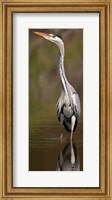 Side profile of a Grey Heron (Ardea Cinerea) preparing to take off, Lake Naivasha, Kenya Fine Art Print