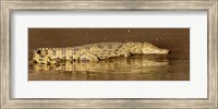 Side profile of a Nile Crocodile (Crocodylus Niloticus), Masai Mara National Reserve, Kenya Fine Art Print